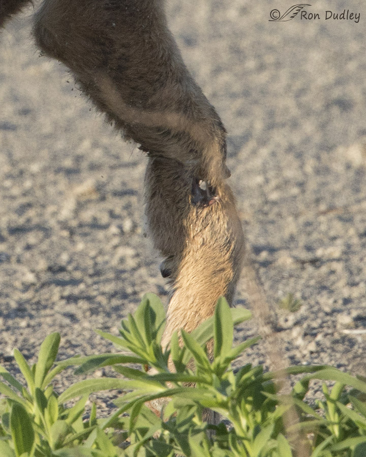 coyote 1618 big crop ron dudley