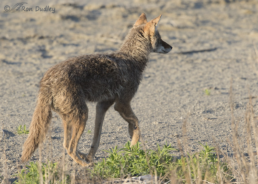 coyote 1618 ron dudley