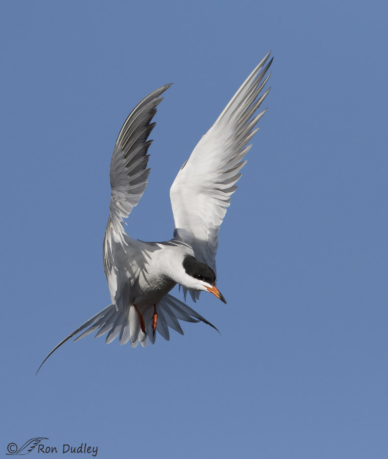 forster's tern 4501 ron dudley