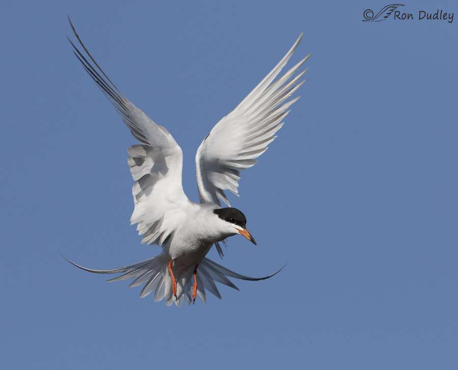 forster's tern 4509 ron dudley