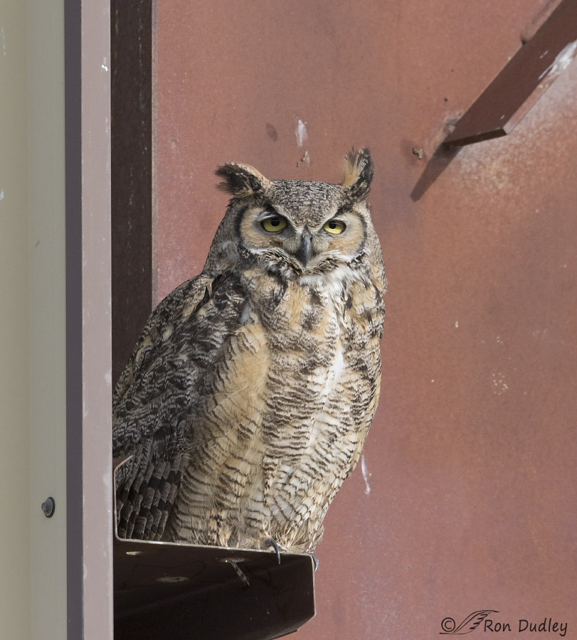 great horned owl 9169 ron dudley