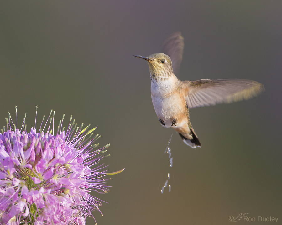 hummingbird 8285 ron dudley