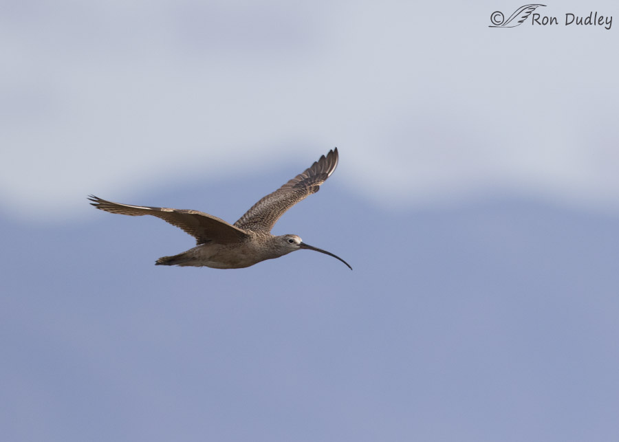 long-billed curlew 2693 ron dudley