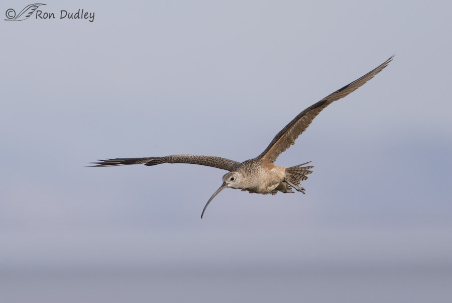 long billed curlew 2712 ron dudley