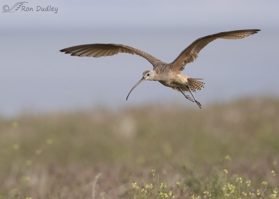 long-billed curlew 2714 ron dudley