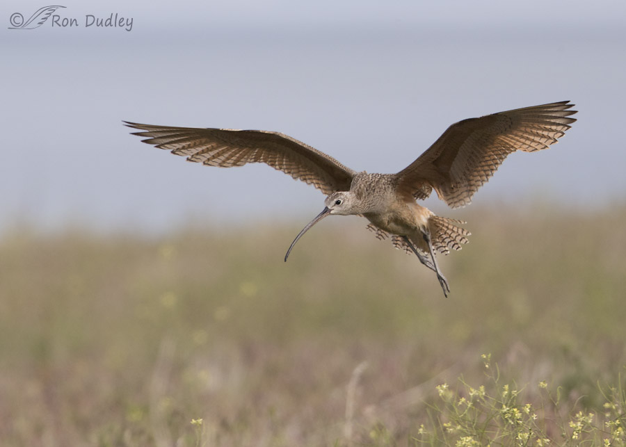 long-billed curlew 2715 ron dudley
