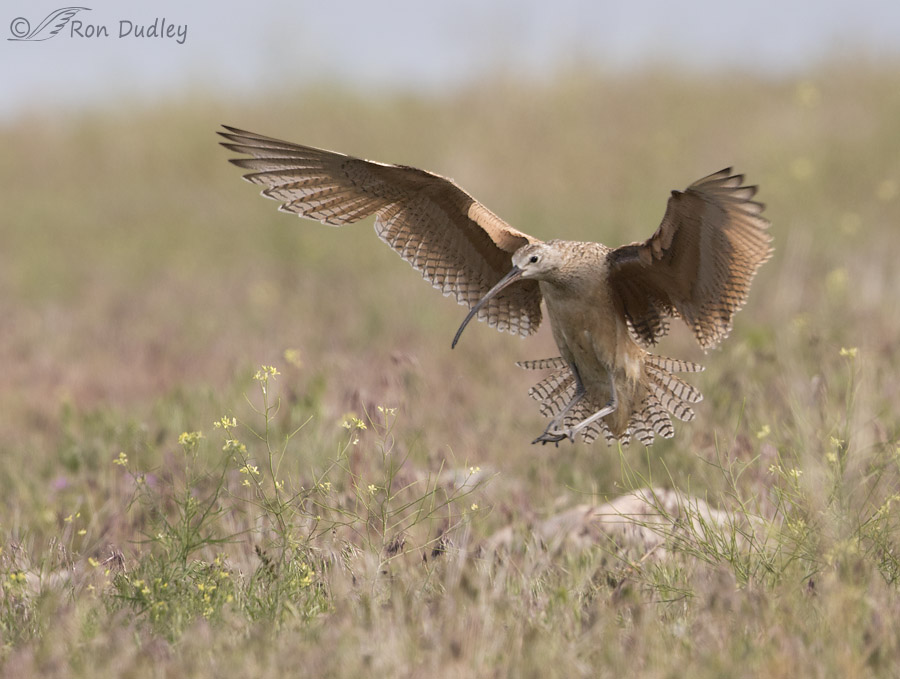 long-billed curlew 2718 ron dudley