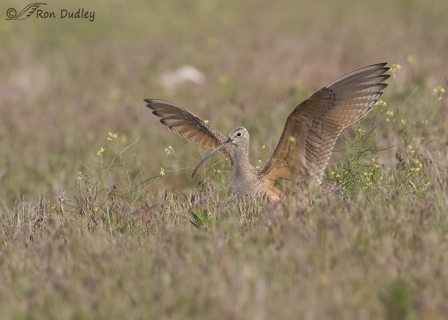 long-billed curlew 2727 ron dudley