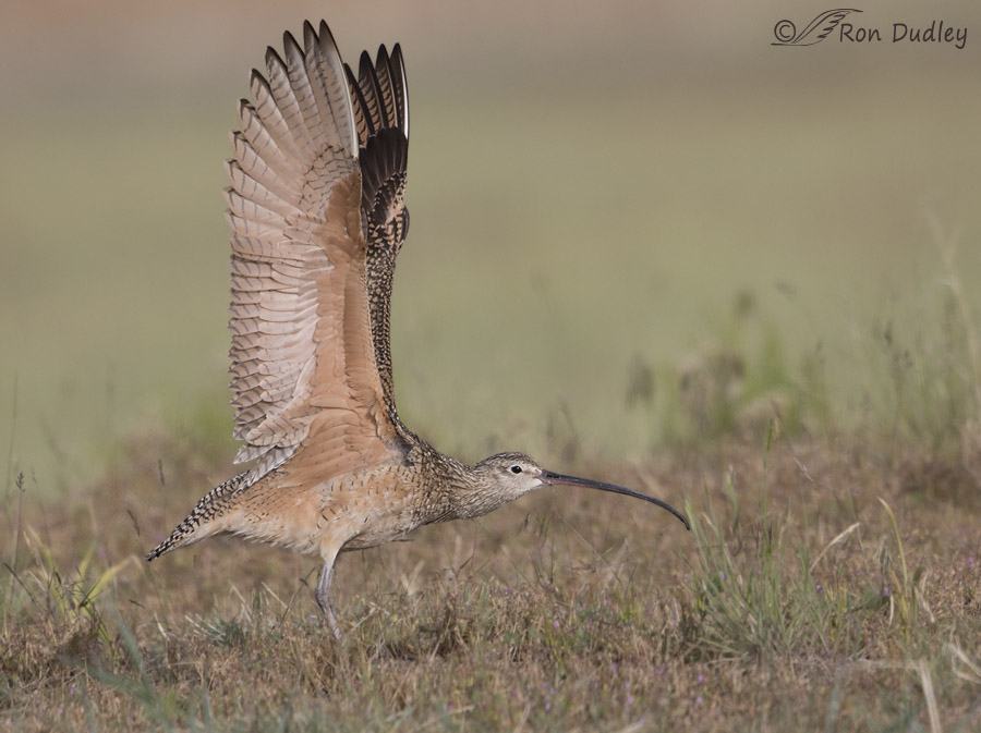 long-billed curlew 9065 ron dudley