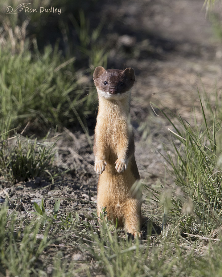 long-tailed weasel 4679 ron dudley