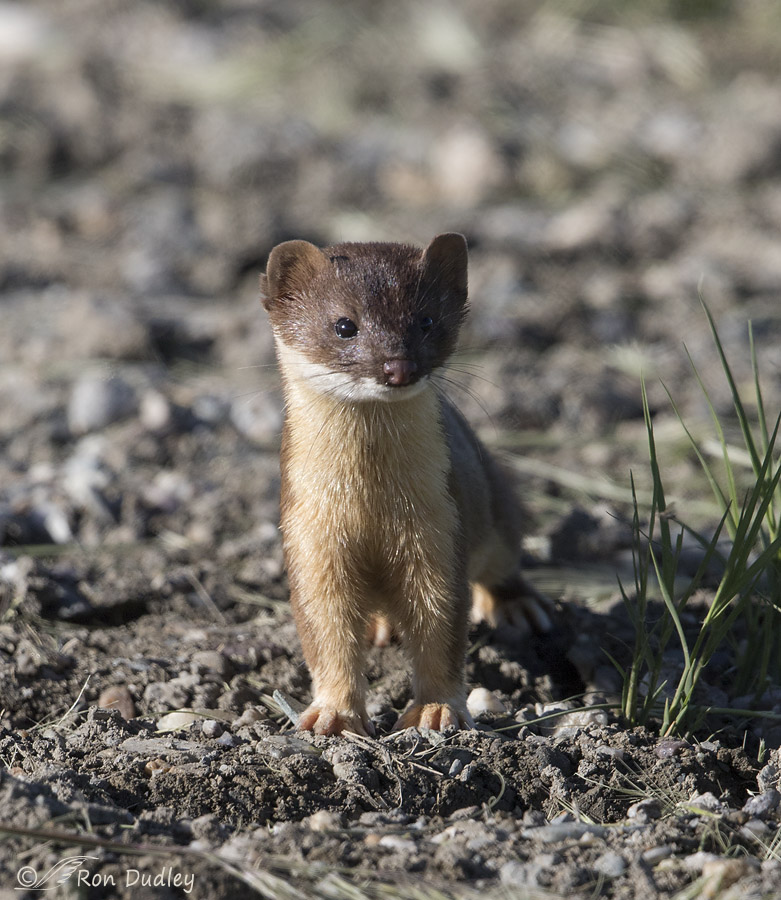 long-tailed weasel 4695 ron dudley