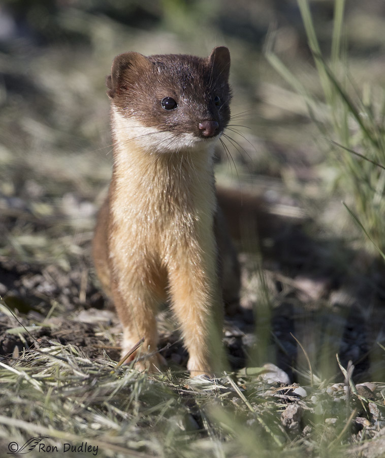 long-tailed weasel 4702 ron dudley