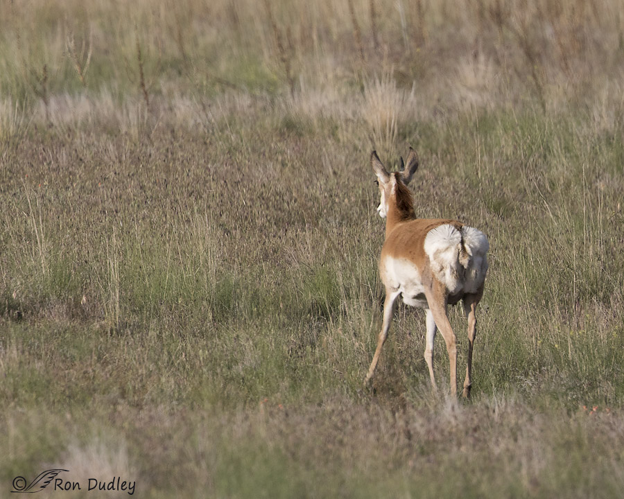 pronghorn 1749 ron dudley