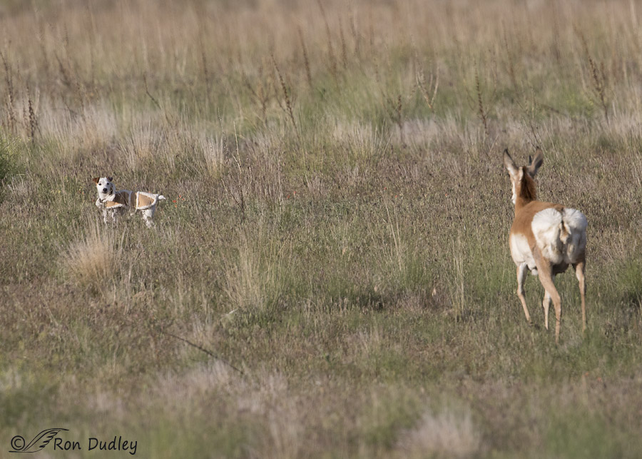 pronghorn 1751 ron dudley