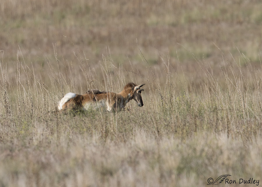 pronghorn 1784 ron dudley