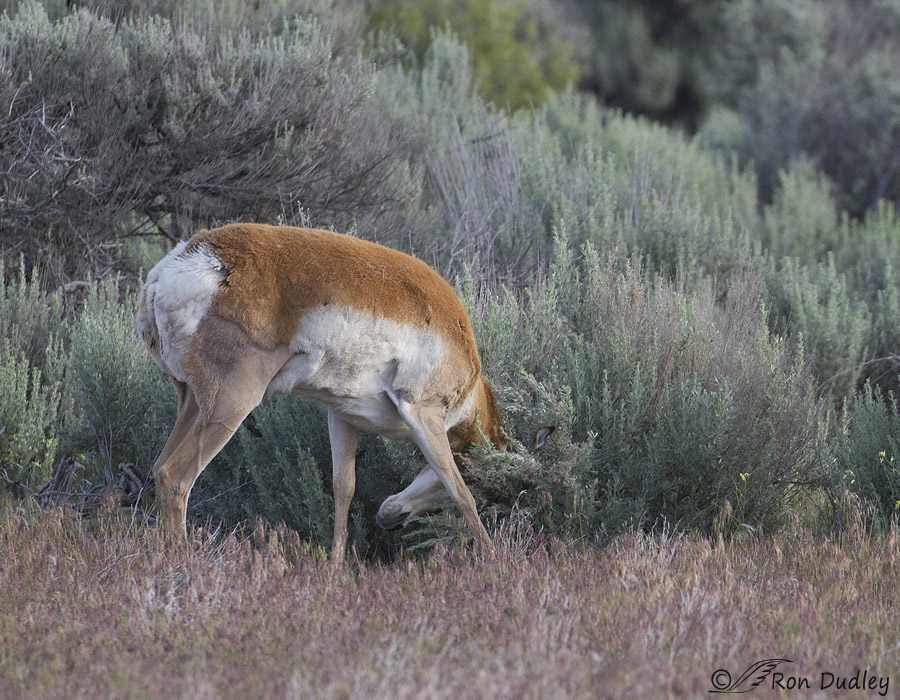 pronghorn 6855 ron dudley
