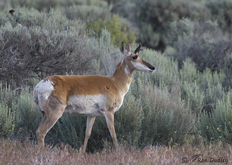 pronghorn 6860 ron dudley