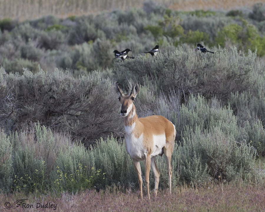 pronghorn 6894 ron dudley