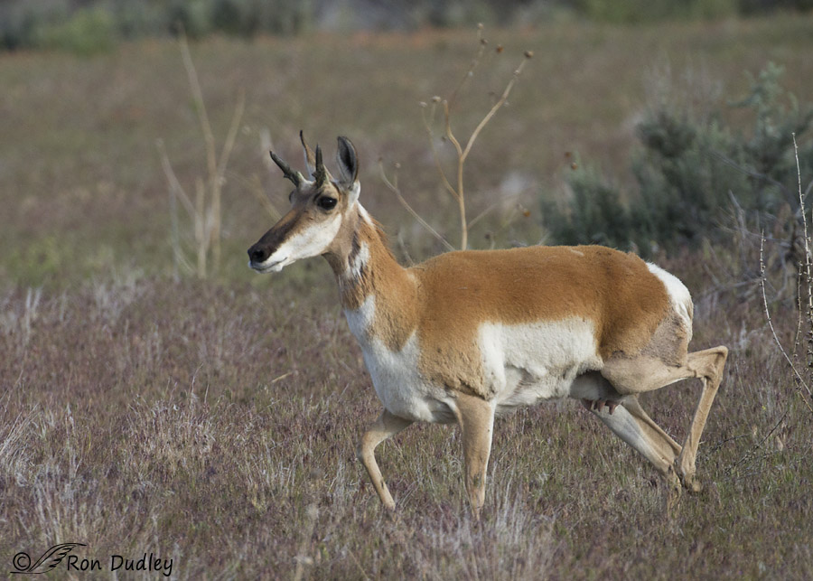 pronghorn 6917 ron dudley