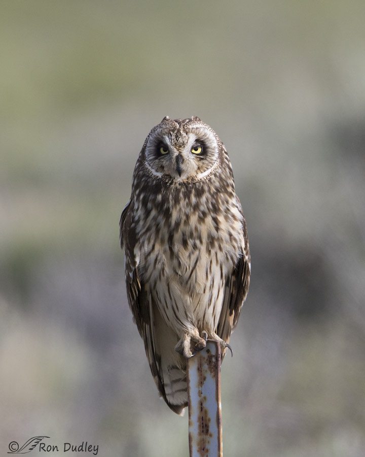short-eared owl 1473b ron dudley