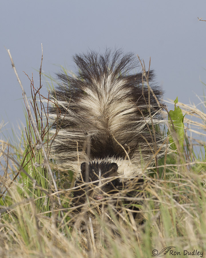 striped skunk 6666 ron dudley