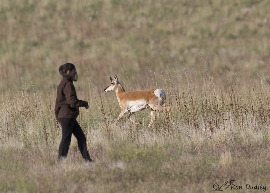 stupid camper 1775 ron dudley