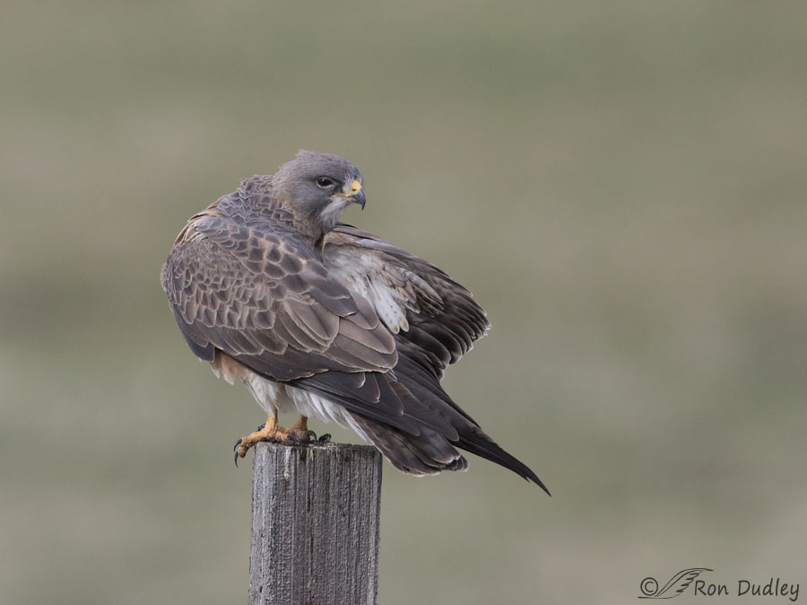 swainson's hawk 6615 ron dudley