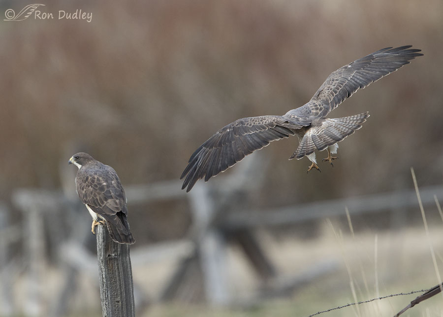 swainson's hawk 6630 ron dudley