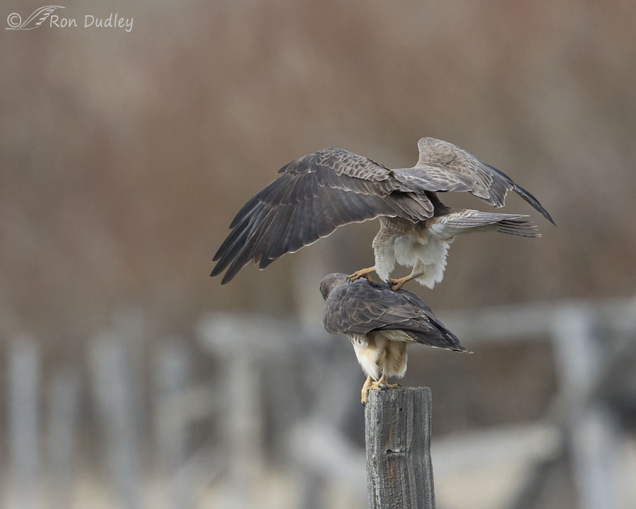 swainson's hawk 6636 ron dudley