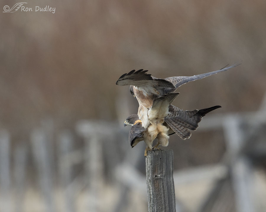 swainson's hawk 6644 ron dudley