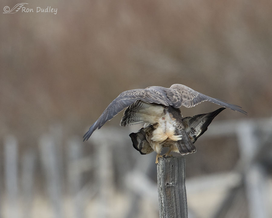 swainson's hawk 6659 ron dudley