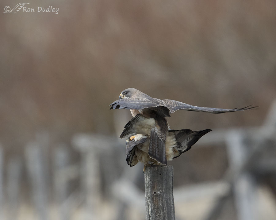 swainson's hawk 6668 ron dudley