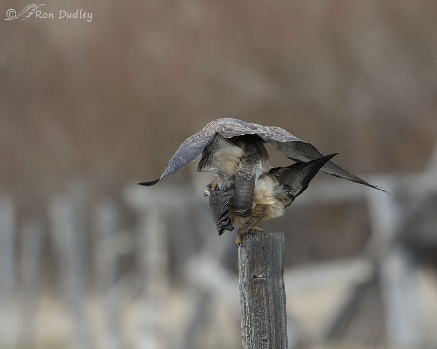 swainson's hawk 6674 ron dudley