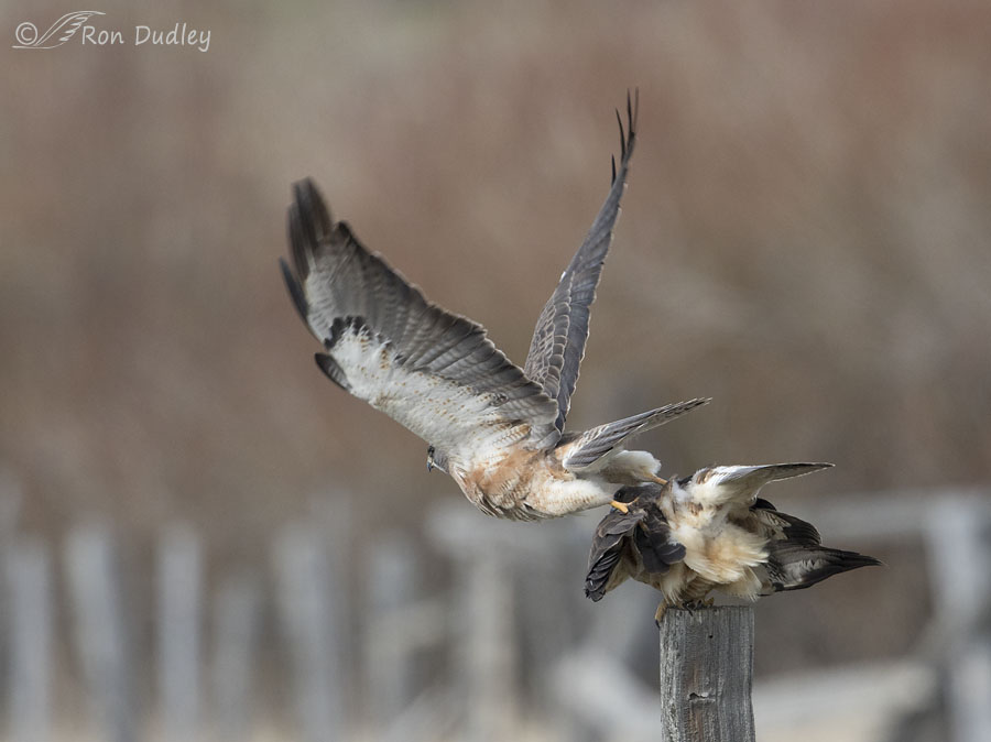 swainson's hawk 6700 ron dudley