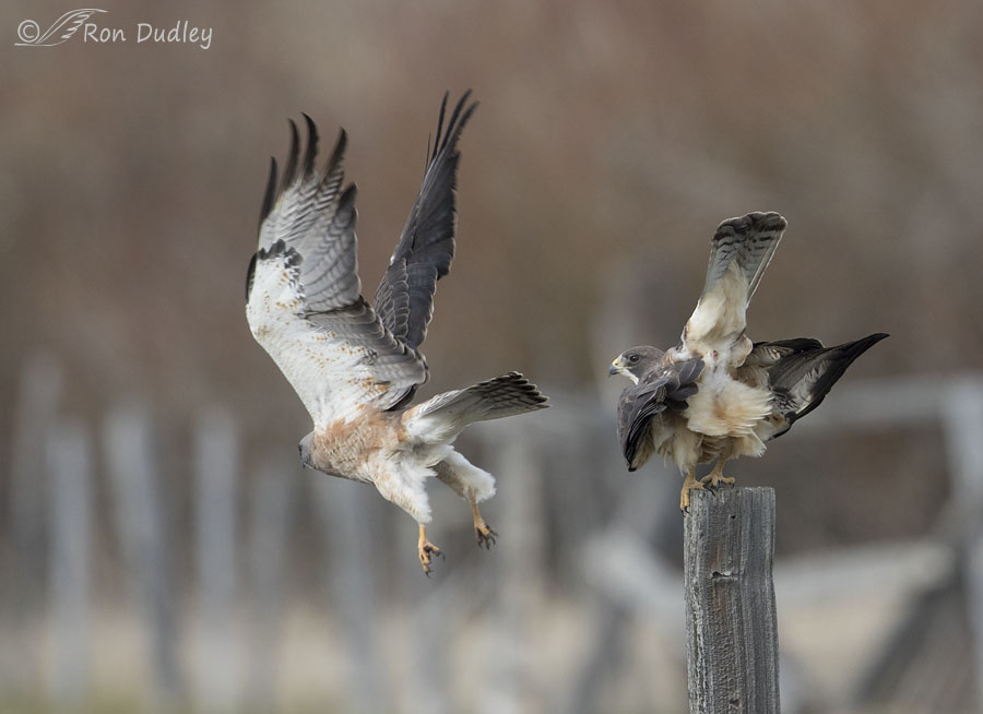 swainson's hawk 6702 ron dudley