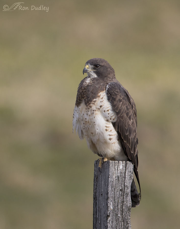 swainson's hawk 6796 ron dudley