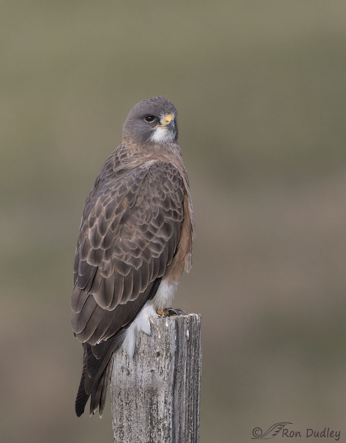 swainson's hawk 6838 ron dudley