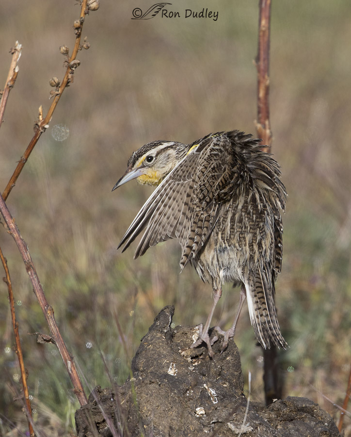 western meadowlark 8496 ron dudley
