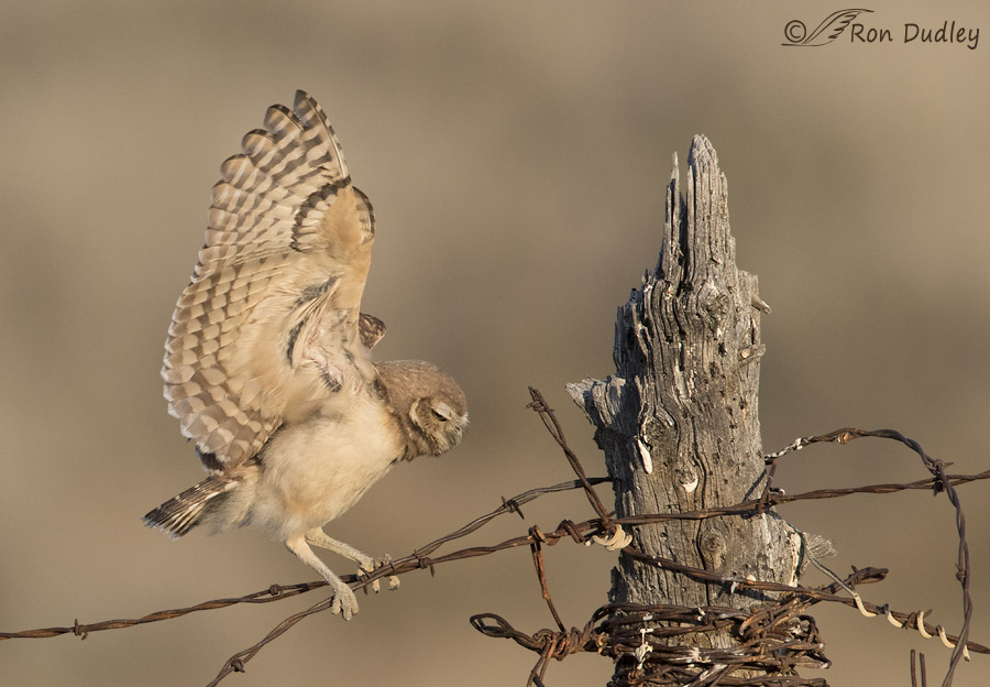 burrowing owl 3041 ron dudley