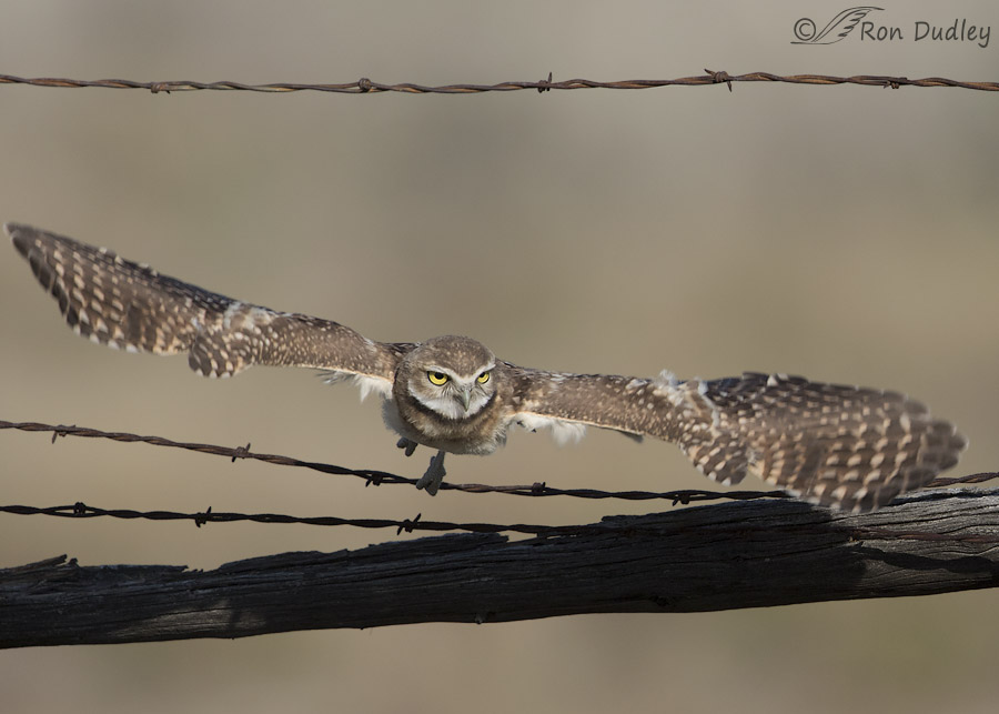 burrowing owl 4243 ron dudley