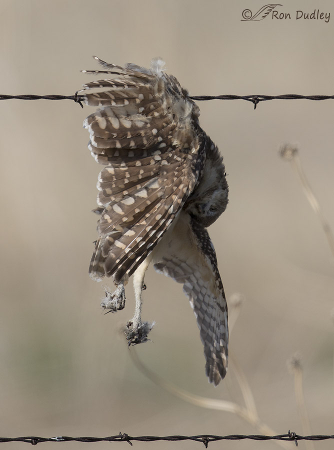 burrowing owl 4573 ron dudley