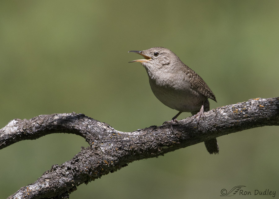 house wren 9695 ron dudley