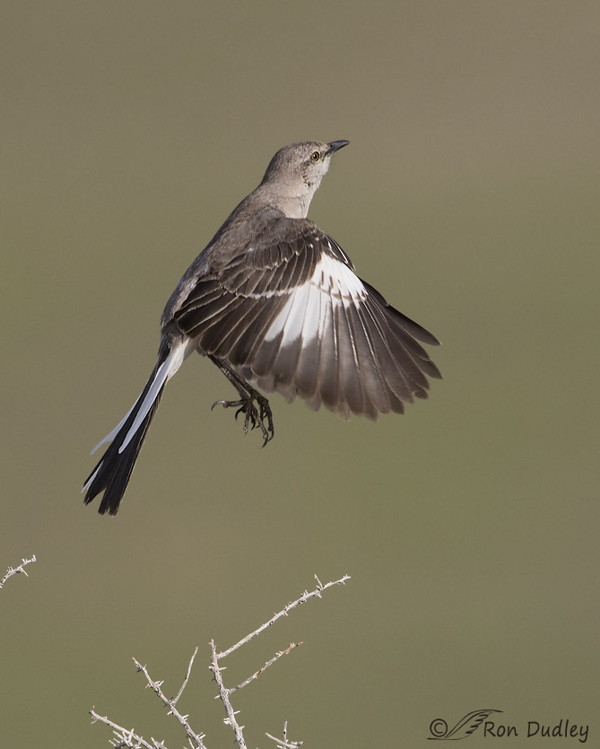 northern mockingbird 5891 ron dudley