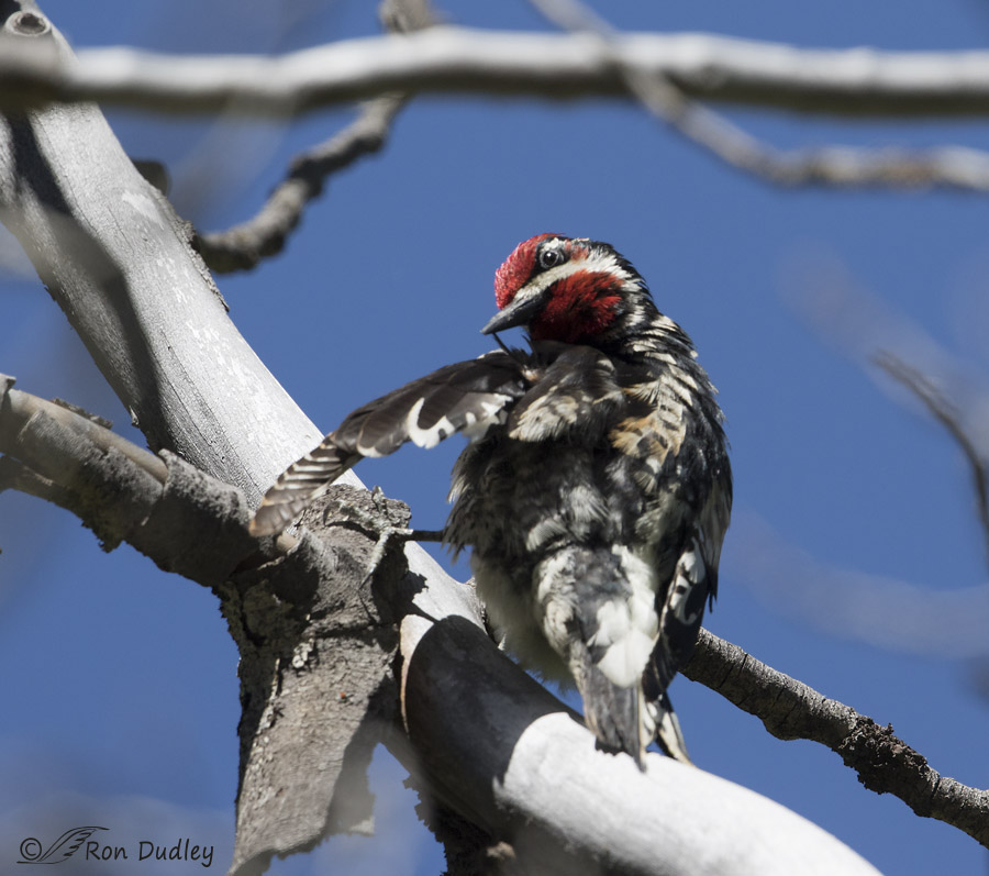 red-naped sapsucker 9854 ron dudley