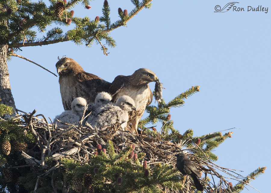 red-tailed hawk 9225 ron dudley