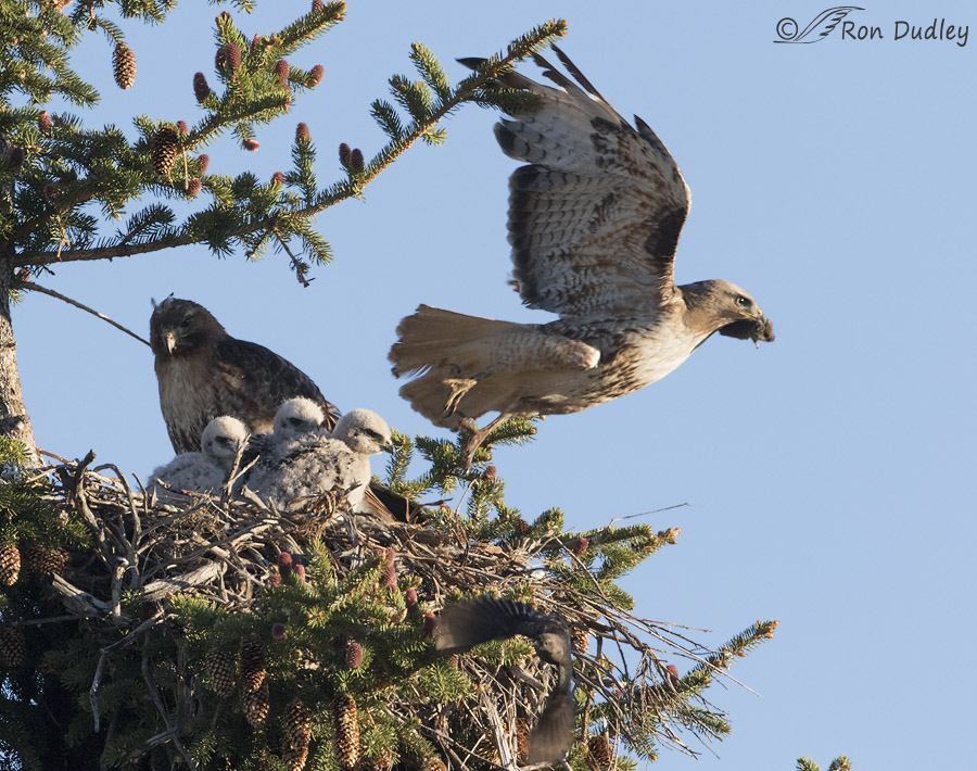 red-tailed hawk 9228 ron dudley