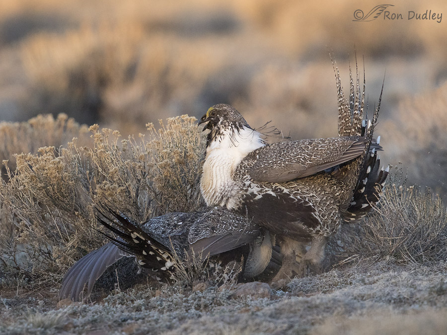 sage grouse 3557 ron dudley