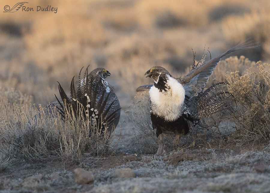 sage grouse 3598 ron dudley