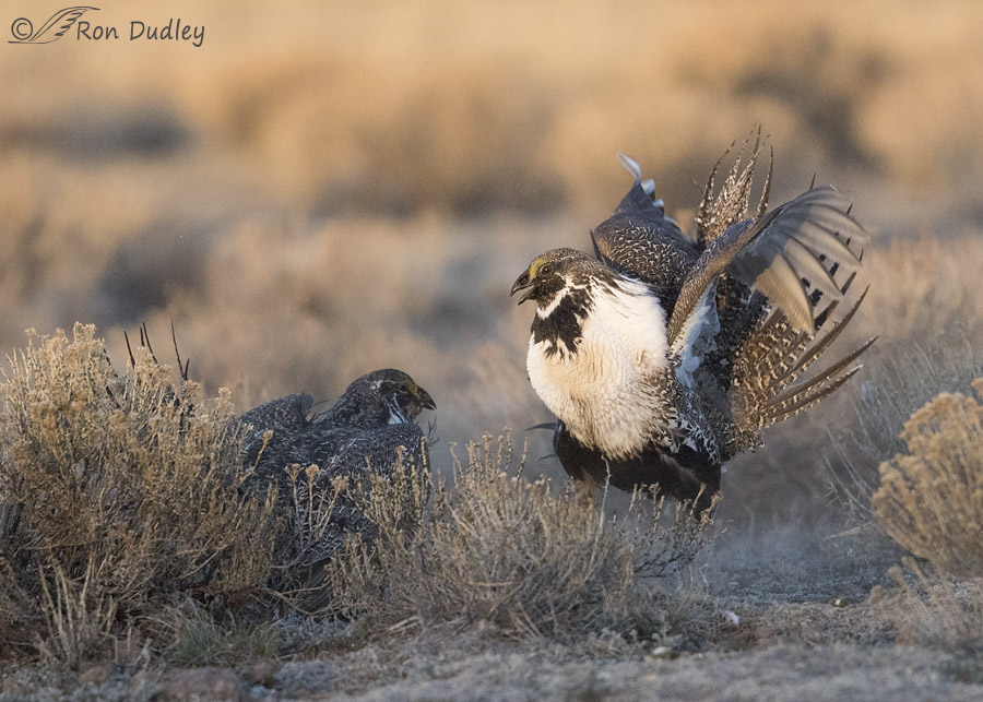 sage grouse 3630 ron dudley
