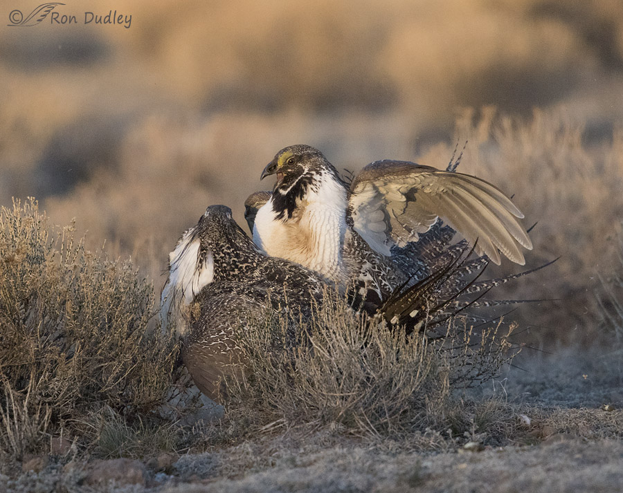 sage grouse 3653 ron dudley